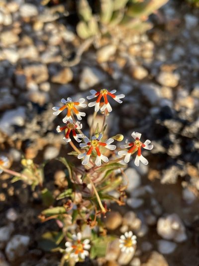 Zaluzianskya pumila, photographed by Matt Berger