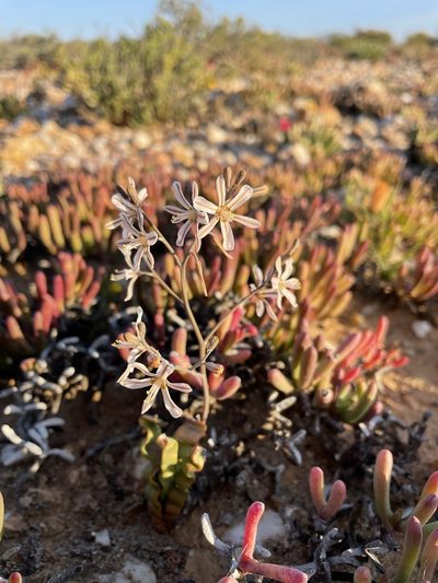 Trachyandra tortilis, photographed by Matt Berger