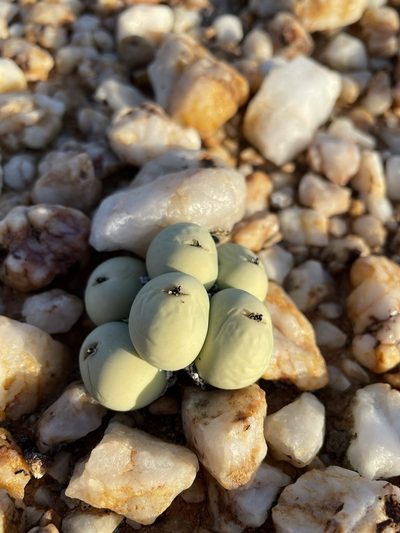 Conophytum calculus, photographed by Matt Berger