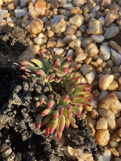 Tylecodon pearsonii, photographed by Matt Berger