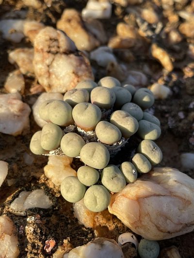 Conophytum minutum, photographed by Matt Berger