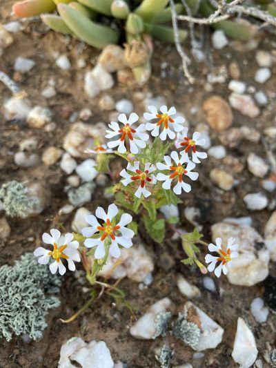 Zaluzianskya pumila, photographed by Matt Berger
