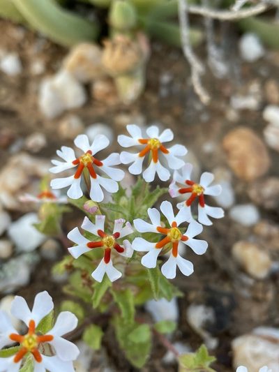 Zaluzianskya pumila, photographed by Matt Berger