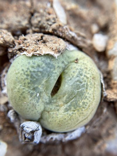 Conophytum subfenestratum, photographed by Matt Berger