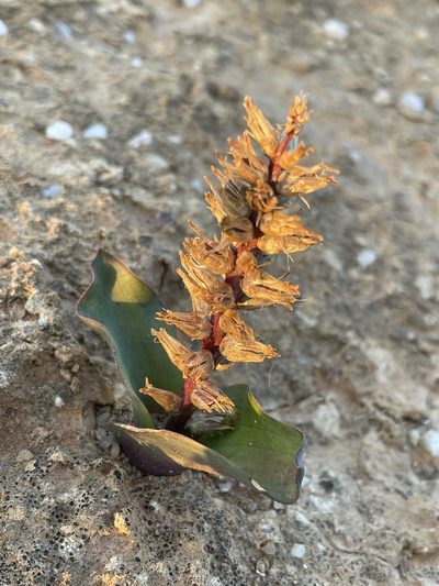 Lachenalia undulata, photographed by Matt Berger