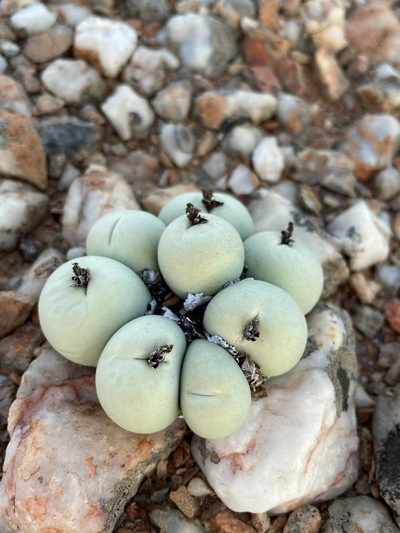 Conophytum calculus, photographed by Matt Berger