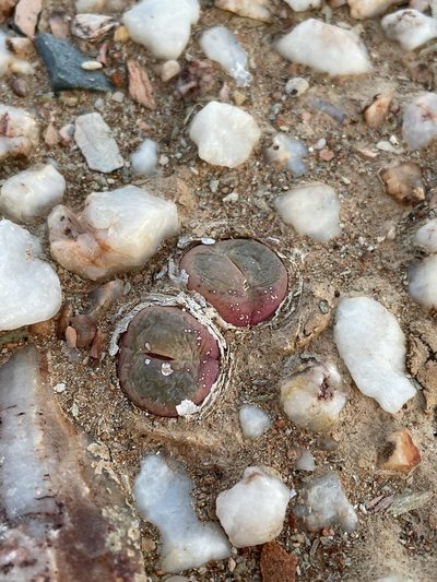 Conophytum subfenestratum, photographed by Matt Berger