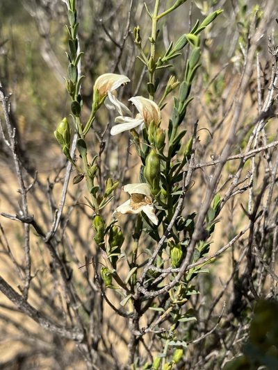 Justicia cuneata, photographed by Matt Berger