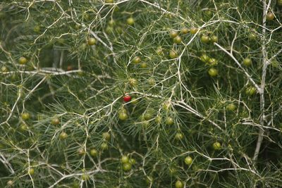 Asparagus lignosus, photographed by Tony Rebelo