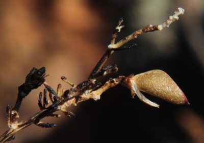 Aspalathus dianthopora, photographed by Tony Rebelo