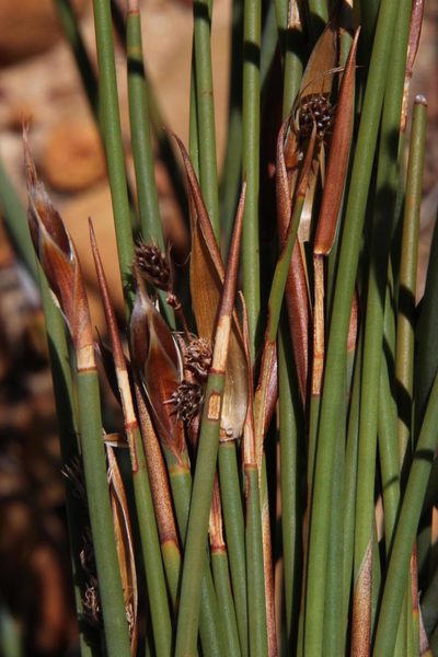 Cannomois primosii, photographed by Tony Rebelo