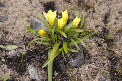 Moraea fugacissima, photographed by Tony Rebelo