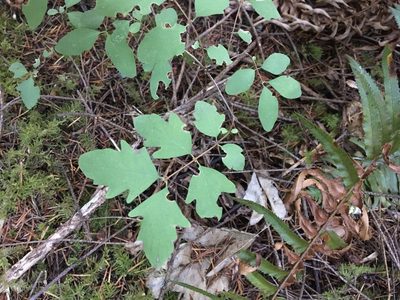 Symphoricarpos mollis, photographed by Hilary Rose Dawson