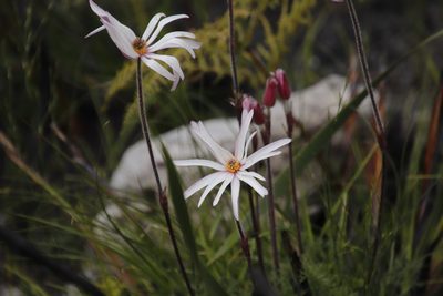 Knowltonia tenuifolia, photographed by Tony Rebelo
