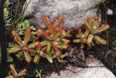 Drosera ericgreenii, photographed by Tony Rebelo