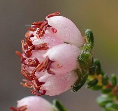 Erica viscosissima, photographed by Nicola van Berkel