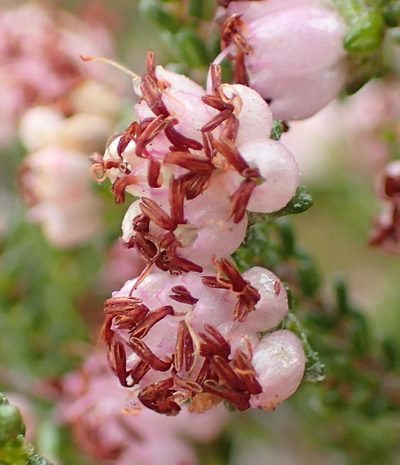 Erica viscosissima, photographed by Nicola van Berkel