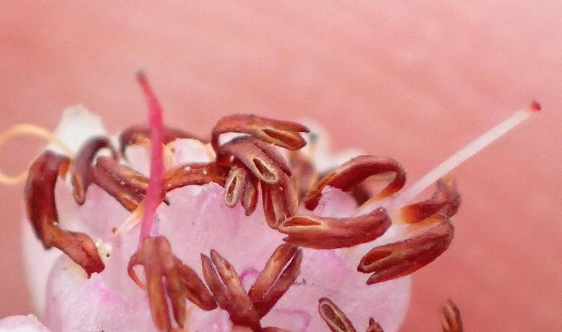 Erica viscosissima, photographed by Nicola van Berkel