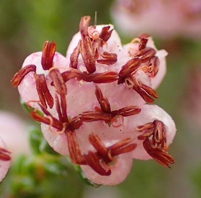 Erica viscosissima, photographed by Nicola van Berkel