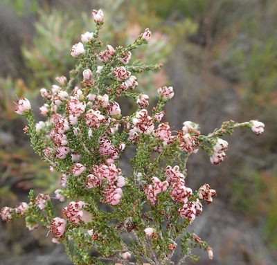 Erica viscosissima, photographed by Nicola van Berkel