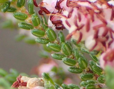 Erica viscosissima, photographed by Nicola van Berkel