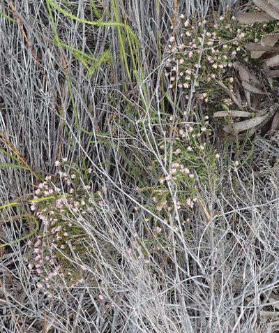 Erica viscosissima, photographed by Nicola van Berkel