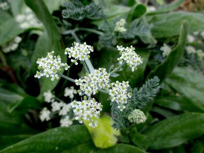 Capnophyllum africanum, photographed by Simon Tamblyn
