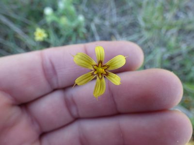 Sisyrinchium pachyrhizum, photographed by María Zeta