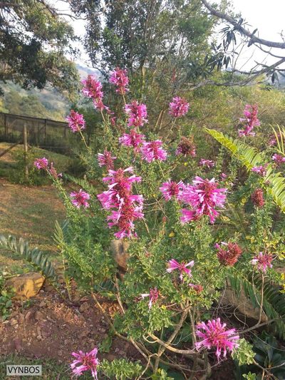 Syncolostemon densiflorus, photographed by Chris Vynbos