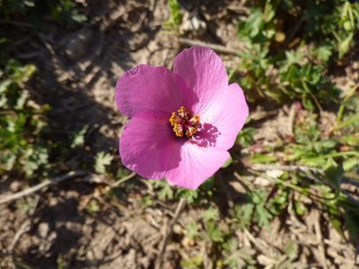 Modiolastrum gilliesii, photographed by María Zeta