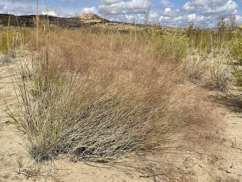 Muhlenbergia pungens, photographed by Bobby McCabe