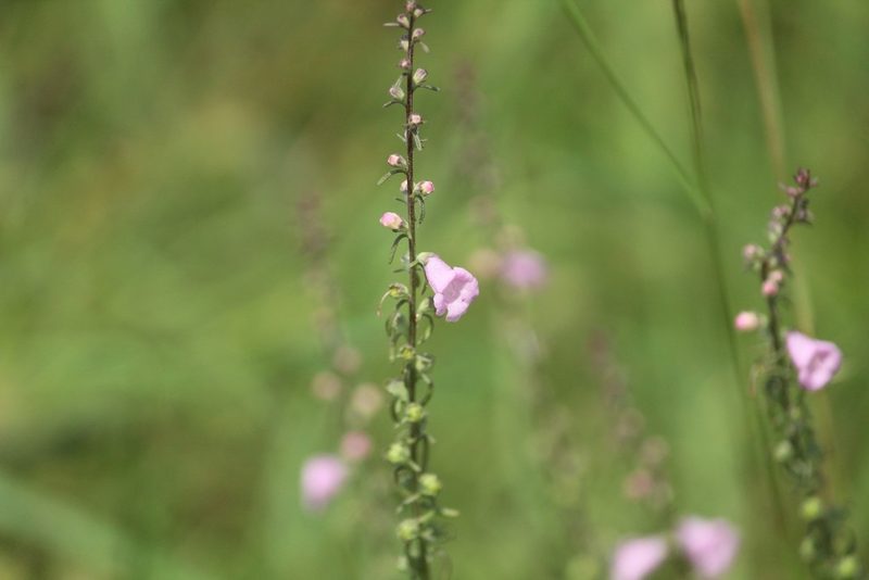 Micrargeria wightii, photographed by Haneesh K M