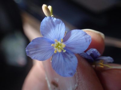 Heliophila lactea, photographed by Peter Warren