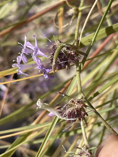 Ipomopsis multiflora, photographed by Bobby McCabe