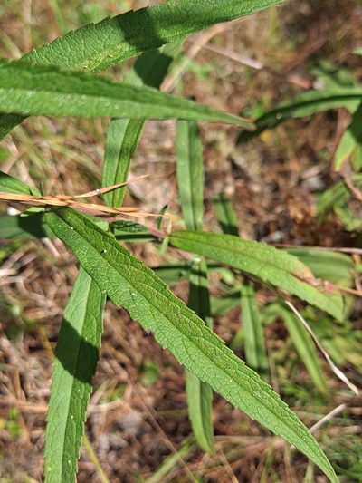 Eupatorium resinosum, photographed by Alpha Wolf