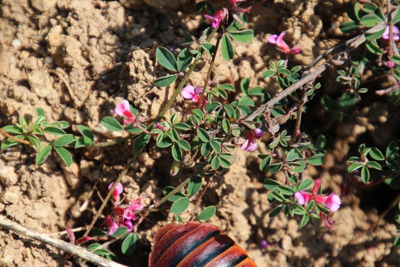 Indigofera dodii, photographed by Tony Rebelo