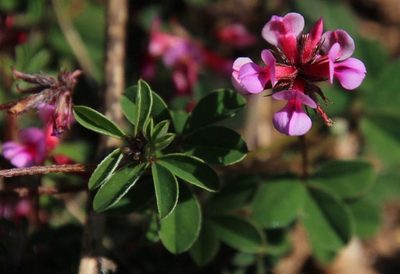 Indigofera dodii, photographed by Tony Rebelo