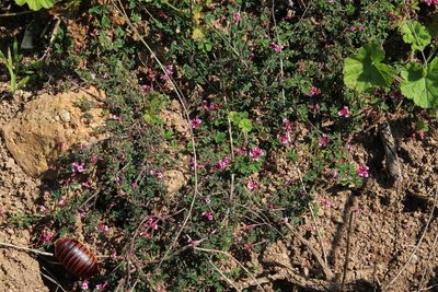 Indigofera dodii, photographed by Tony Rebelo