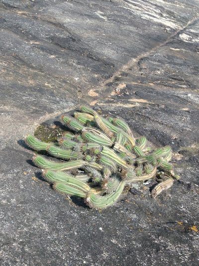 Coleocephalocereus fluminensis, photographed by Lucas Rodrigues
