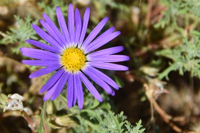 Machaeranthera tanacetifolia, photographed by Jay Pruett