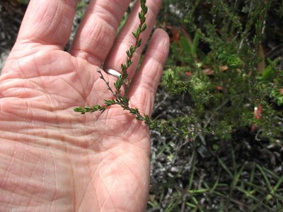 Cliffortia ericifolia, photographed by Simon Tamblyn