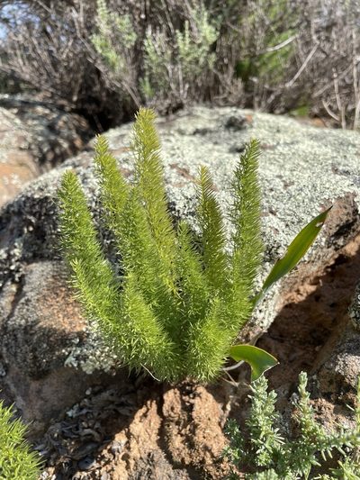 Asparagus juniperoides, photographed by Matt Berger