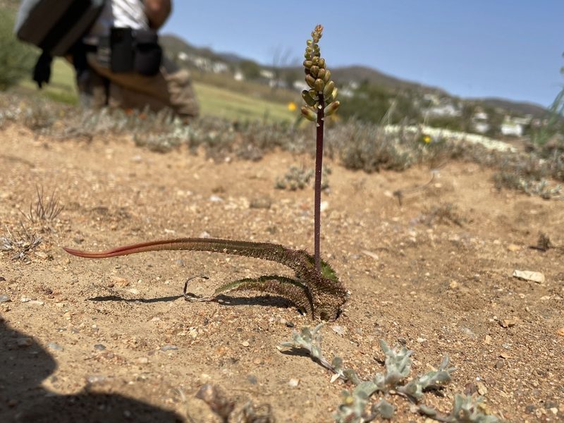 Lachenalia hirta, photographed by Matt Berger