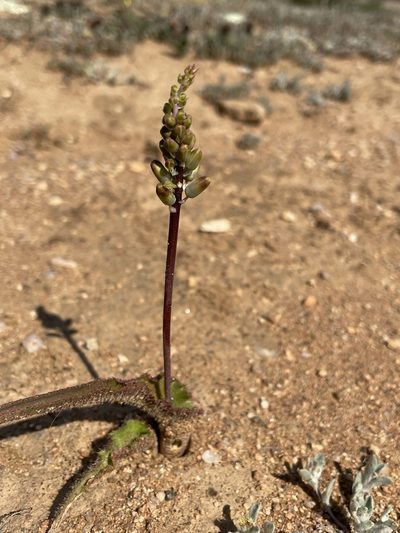 Lachenalia hirta, photographed by Matt Berger