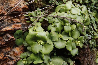 Crassula capensis, photographed by Tony Rebelo