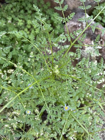 Conium sphaerocarpum, photographed by Matt Berger