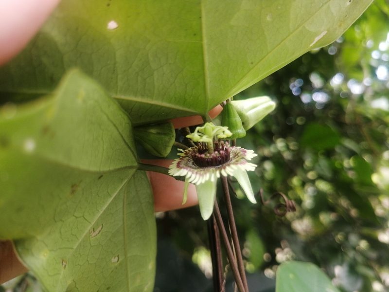 Passiflora coriacea, photographed by GERMAN LEONEL SARMIENTO CRUZ