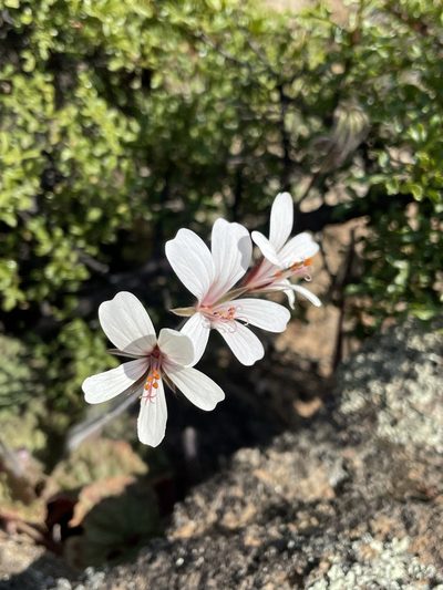 Pelargonium barklyi, photographed by Matt Berger