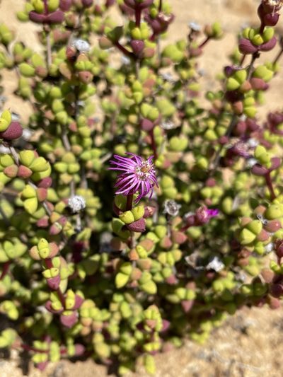 Schlechteranthus subglobosus, photographed by Matt Berger
