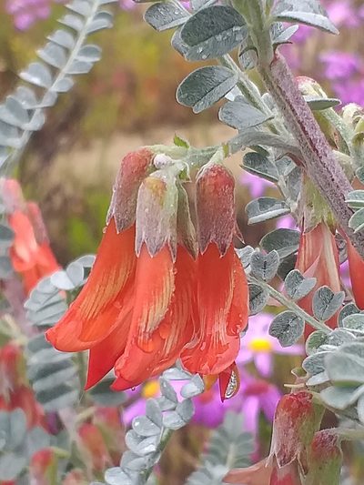 Lessertia canescens, photographed by kevin koen